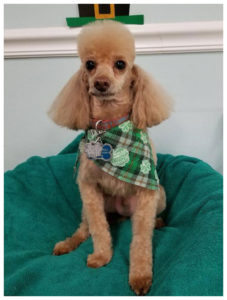 long hair golden poodle wearing green bandana