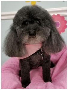 black long hair dog wearing pink bandana and sitting on a pink pillow