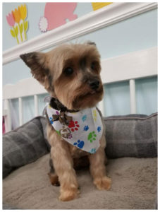 terrier wearing white paw print bandana