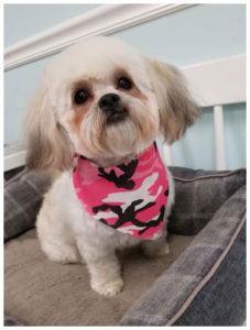 white long hair dog wearing pink camo bandana