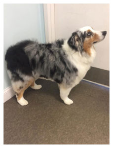 australian shepherd standing