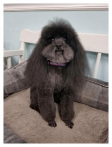 black long haired poodle sitting on bench