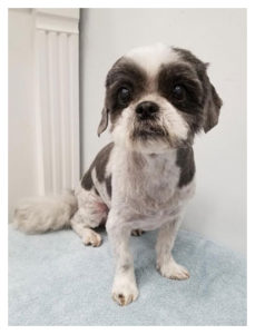 skinny brown and white dog sitting on blue towel