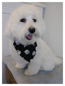 small long hair white dog with black bandana