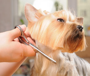 terrier in dog grooming annapolis md